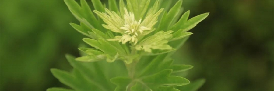 化成了灰也還是個寶，我勸你最好珍惜！