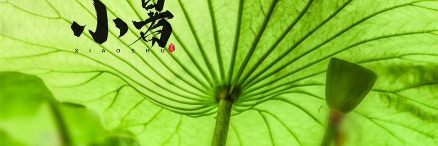 小暑 | 暑熱如歌，心靜生涼