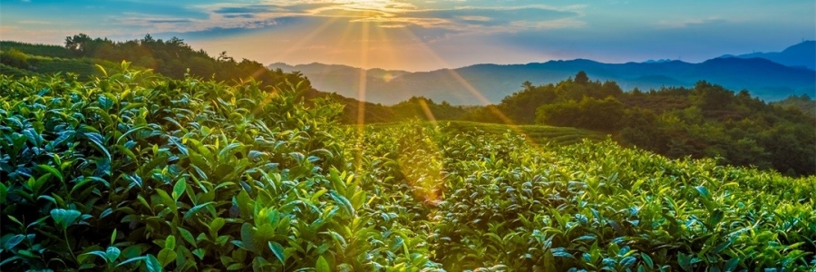 “三陽(yáng)開泰”防病疫，這才是升陽(yáng)的無(wú)上心法！