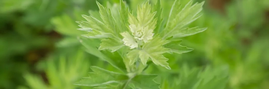 520，“艾”意正濃！讓我們相識艾草